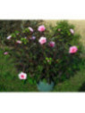Hibiscus carroussel joli coeur