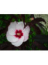 Hibiscus carroussel joli coeur