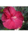 Hibiscus moscheutos 'Robert Fleming'