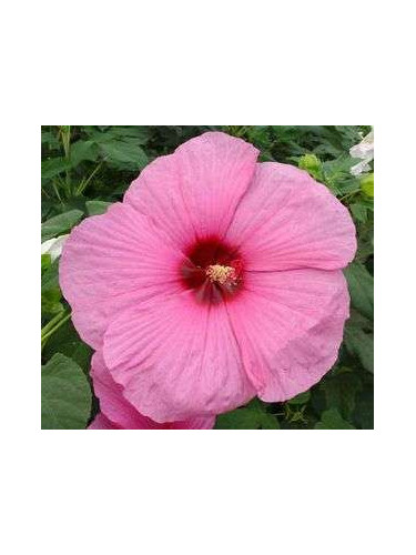 Hibiscus moscheutos 'Royal gem'