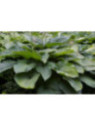 Hosta 'Empress wu'