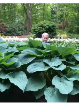 Hosta jurassic Park