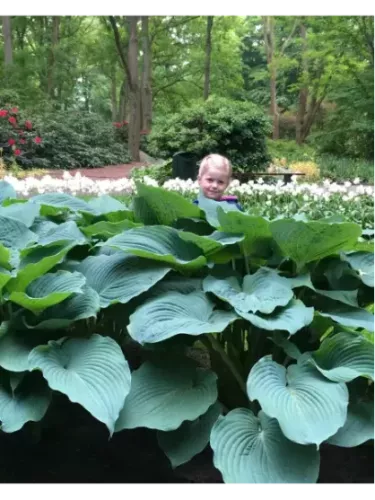 Hosta jurassic Park
