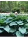 Hosta jurassic Park
