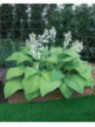 Hosta 'T Rex'