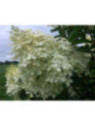 Hydrangea paniculata 'Phantom' / Hortensia blanc