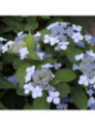 Hydrangea serrata 'Blue Bird'