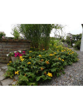 Hypericum calycinum / Millepertuis rampant