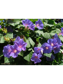 Ipomée vivace 'Learii'