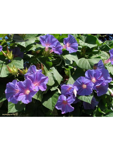 Ipomée vivace 'Learii'