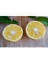 Citrus sphaerocarpa / Kabosu