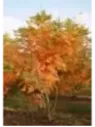 Koelreuteria paniculata / Savonnier