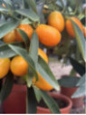 Fortunella crassifolia 'Nagami' / Kumquat