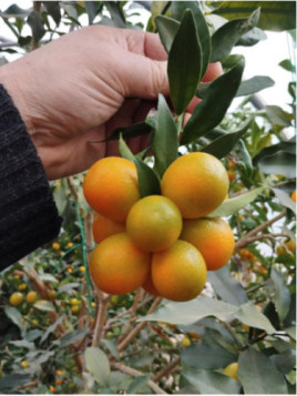 Fortunella crassifolia 'Nagami' / Kumquat