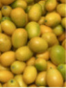 Citrus fortunella margarita / Kumquat ovale