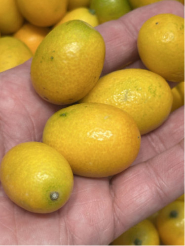 Citrus fortunella margarita / Kumquat ovale