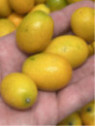 Citrus fortunella margarita / Kumquat ovale
