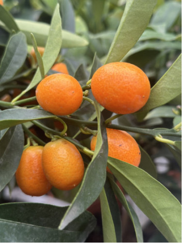 Citrus fortunella margarita / Kumquat ovale