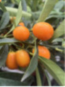 Citrus fortunella margarita / Kumquat ovale