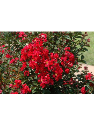 Lagerstroemia indica 'Dynamite' / Lilas des Indes
