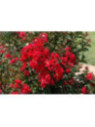 Lagerstroemia indica 'Dynamite' / Lilas des Indes