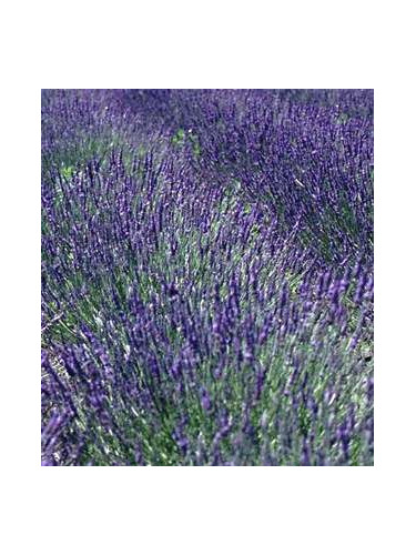 Lavandula x intermedia 'Grosso' / Lavandin