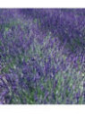 Lavandula x intermedia 'Grosso' / Lavandin