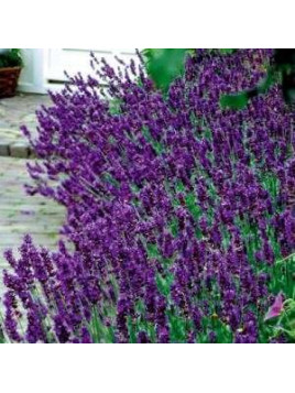Lavandula Angustifolia 'Hidcote Ble / Lavande Vraie