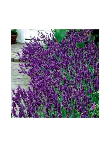 Lavandula Angustifolia 'Hidcote Ble / Lavande Vraie