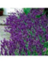 Lavandula Angustifolia 'Hidcote Ble / Lavande Vraie