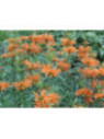 Leonotis leonorus Queue De Lion
