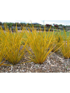 Libertia ixioides 'Goldfinger'