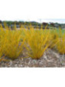 Libertia ixioides 'Goldfinger'