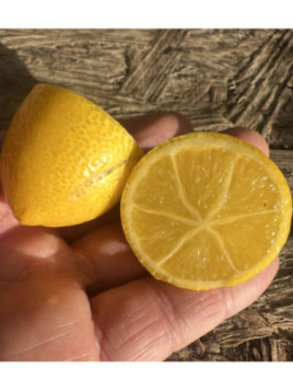 Citrofortunella 'Tavares' / Limequat