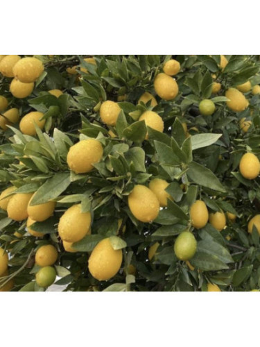 Citrofortunella 'Tavares' / Limequat