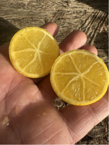 Citrofortunella / Limequat