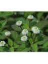 Lippia dulcis / Herbe à sucre des Astèques