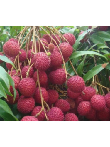 Litchi chinensis 'Kwai may pink'