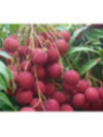 Litchi chinensis 'Kwai may pink'
