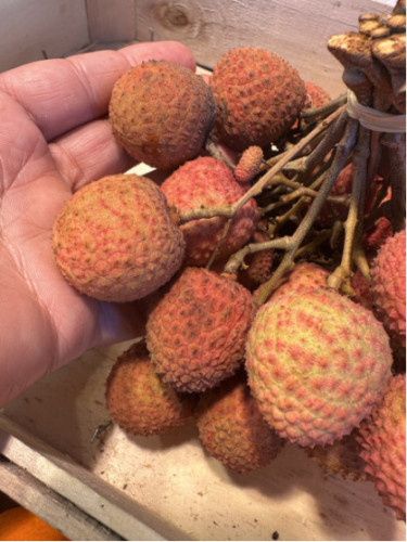 Litchi chinensis 'Kwai may pink'