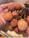 Litchi chinensis 'Kwai may pink'
