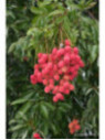 Litchi chinensis 'Wai chee'