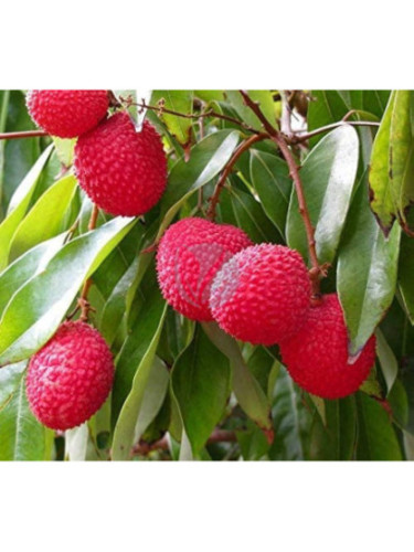 Litchi chinensis 'Wai chee'