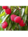 Litchi chinensis 'Wai chee'
