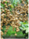 Dimocarpus longan / Longane