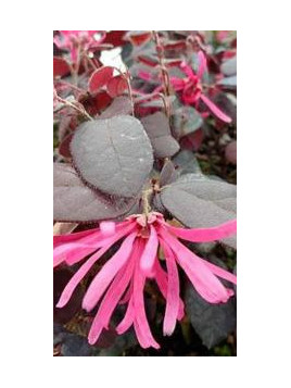 Loropetalum chinense black pearl