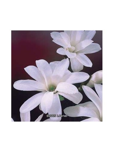 Magnolia kobus 'Stellatta'