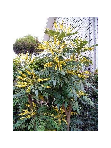 Mahonia x media 'Charity'