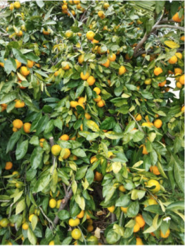 Citrus x unshiu 'Owari' frost / Mandarinier satsuma