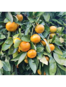 Citrus x unshiu 'Owari' frost / Mandarinier satsuma